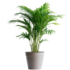 Fototapeta premium Lush Green Indoor Plant in Gray Pot with Transparent Background