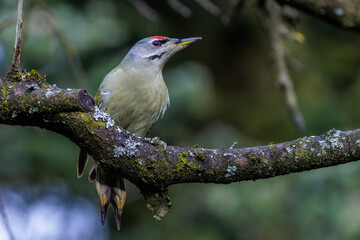 Grauspecht (Picus canus) Männchen