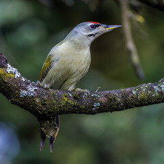 Grauspecht (Picus canus) Männchen