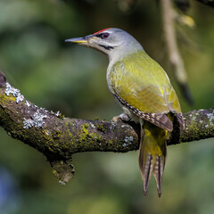 Grauspecht (Picus canus) Männchen
