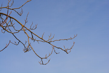 Tree of heaven bare branch against blue sky