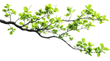 Branch of Life: A detailed depiction of a vibrant tree branch bursting with fresh green leaves, signifying renewal and natural beauty. 