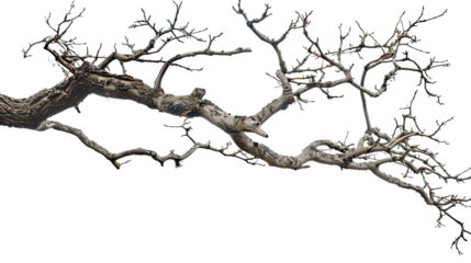 Barren Branch's Grace:A stark yet stunning capture of a barren tree branch, its intricate structure and textured bark standing out against a simple background, evokes a sense of resilience, elegance.