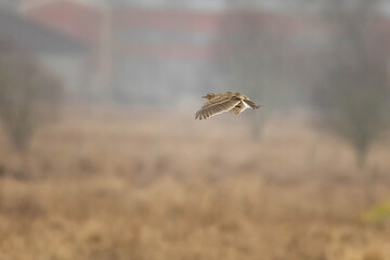 Eurasian skylark (Alauda arvensis) Fly agricultural landscape.