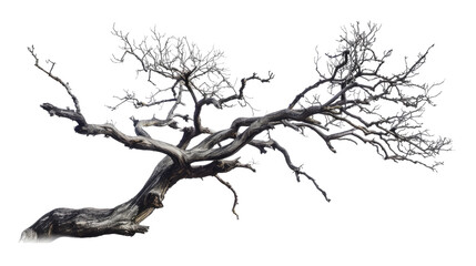 Obraz premium Resilient Branch: A stunning, weathered tree branch, stark against the light, its twisted form narrating stories of time and endurance. The intricate network of twigs reaches.