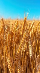 Fototapeta premium Golden wheat ears stand tall against a clear blue sky, showcasing the beauty of agriculture in a sunny rural setting during harvest season