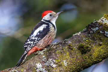 Mittelspecht (Leiopicus medius)