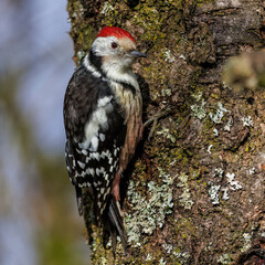 Mittelspecht (Leiopicus medius)