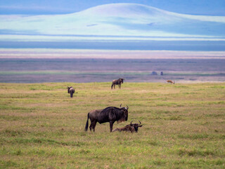 Beautiful Ngorongoro landscape with blue wildebeest (Connochaetes taurinus).