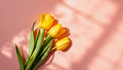 Fototapeta premium Yellow tulips on blank background HD image. Happiness is like a tulip, bright and fleeting proverb image