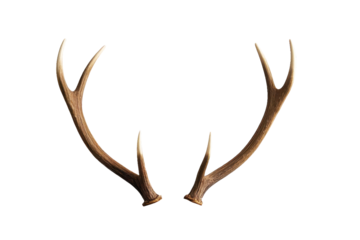 A close-up, studio shot of a pair of stag antlers set against a transparent bakground