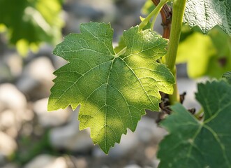Close-up of a green grape leaf with visible veins, blurred background, macro photography, detailed texture, stock photo, natural lighting. 