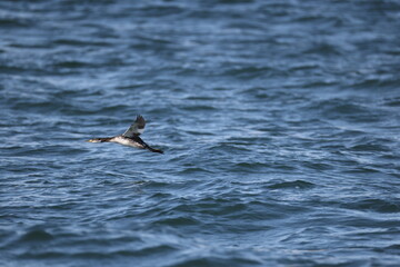 The red-necked grebe (Podiceps grisegena holbollii) is a migratory aquatic bird found in the temperate regions of the northern hemisphere. This photo was taken in Hokkaido, Japan.