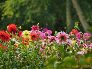 Colorful  dahlia plants bed in autumn against the background of a dark forest, a nice contrast.