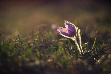 Spring background with flowers in meadow. Pasque Flower (Pulsatilla grandis)