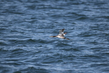 The red-necked grebe (Podiceps grisegena holbollii) is a migratory aquatic bird found in the temperate regions of the northern hemisphere. This photo was taken in Hokkaido, Japan.