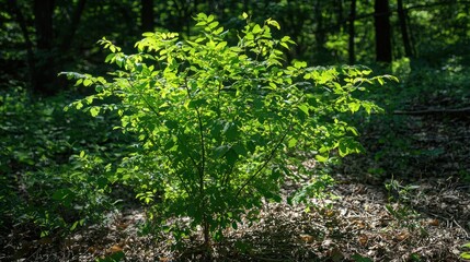 A young hardwood sapling growing in a shaded woodland area