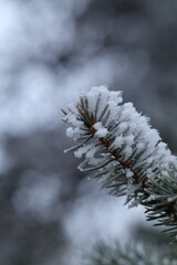 snow covered branches