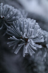 frost on leaf