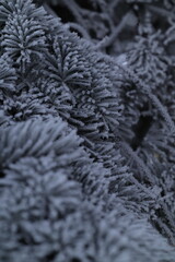 frost on the brunches