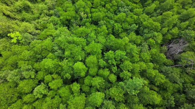 Aerial footage flying above the lush canopy of mangrove forests along the Bacungan River in San Carlos, Puerto Princesa, showing vibrant green textures from above.