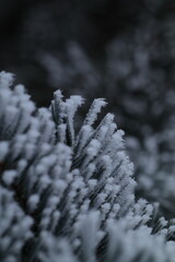 frost on branches
