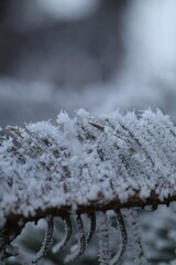 snow covered branches