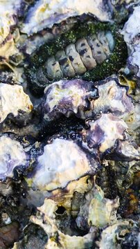 Barnacles and Chitons on Rocky Shore