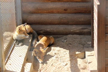 Three foxes relax in their outdoor enclosure during a sunny day at a wildlife rehabilitation center...