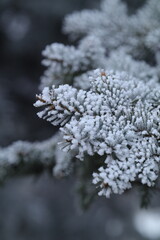 frost on branches