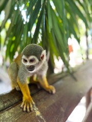 Close-Up of Squirrel Monkey Standing on Wooden Beam Under Palm Leaves in Jungle