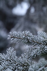 Obraz premium snow covered branches