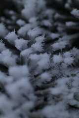 snow covered branches