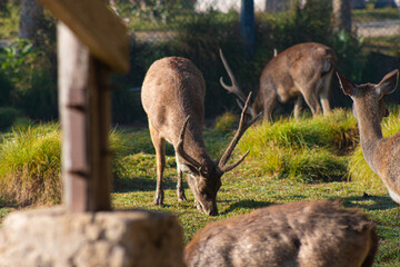 A group of deer stands gracefully in the morning light, enjoying the peaceful atmosphere of the farm surrounded by fresh green fields.

