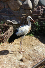 Obraz premium White stork standing near a stone wall in a natural setting during daylight hours