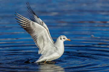 Lachmöwe (Larus ridibundus)