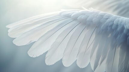 Close-up of a single white angel wing with translucent light, showcasing delicate feathers.