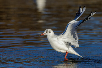 Lachmöwe (Larus ridibundus)