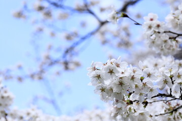 満開の桜