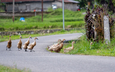 Asian brown ducks crossing a village road in Kamang, Agam, West Sumatra, Indonesia.