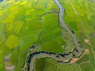 Top view Rice fields in harvest season,High angle view over countryside at northern Vietnam © Panya