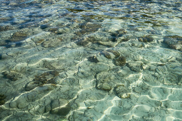 clear sea with rocks and fish