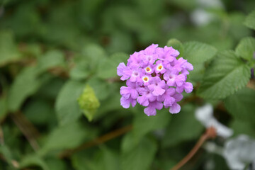 Fototapeta premium Pretty Cluster of Verbena Flowers in Bloom