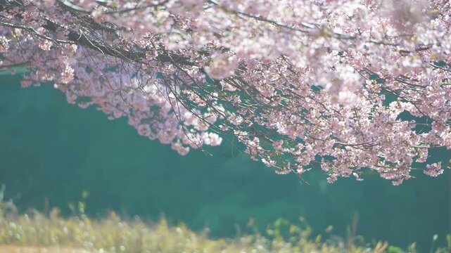 陽炎が立ちのぼる桜の並木道