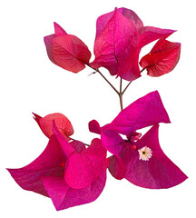 Close-Up of Pink Bougainvillea Flower
