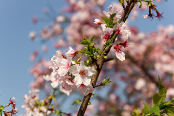 Cherry Blossom