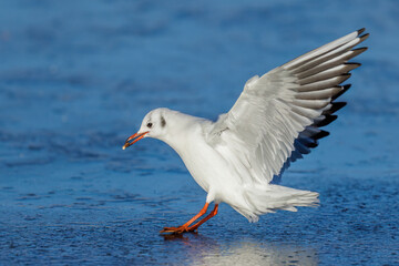 Lachmöwe (Larus ridibundus)