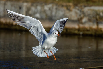 Lachmöwe (Larus ridibundus)