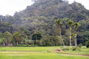 Tropical rural landscape with lush green rice fields and tropical trees against a forested hillside at Kamang, Agam, West Sumatera, Indonesia.