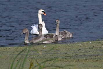 Höckerschwan mit Jungen